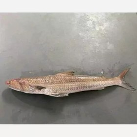 تصویر ماهی حسون(شبیه شوریده) ارسال رایگان 