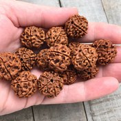 تصویر بذر درخت اشک شیوا (رودراکشا) 