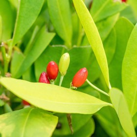 تصویر بذر درخت کوکا - Coca Seed 