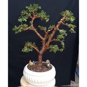 تصویر بونسای(بنسای) کراسولا خرفه ای ( پرتولاکاریا) ۱۸ ساله ا Pertolacaria bonsai Pertolacaria bonsai