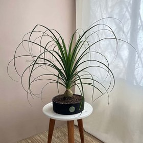 تصویر گیاه آپارتمانی بونسای لیندا 