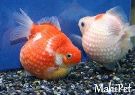 تصویر ماهی گلدفیش پرل اسکال 4 تا 5 سانت 