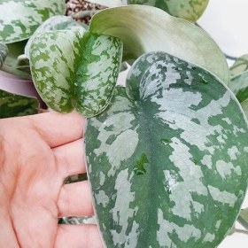 تصویر پتوس ببری 