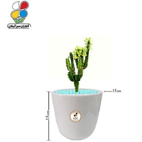 تصویر گیاه طبیعی افوربیا سبز چند شاخه کوچک گلباران 