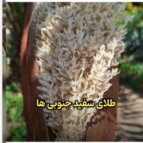 تصویر گرده نخل خالص و طبیعی 