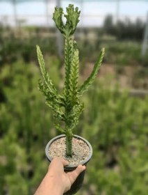 تصویر افوربیا مرمری 