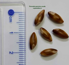 تصویر بذر درخت انجیلی Parrotia persica 