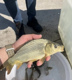 تصویر بچه ماهی کپور 