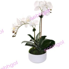 تصویر گل ارکیده دو شاخه ORK09 