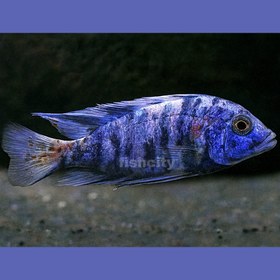 تصویر سیچلاید آفریقایی 