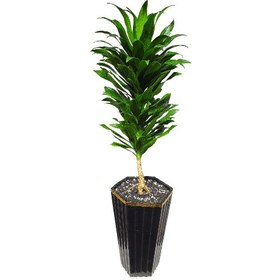 تصویر گلدان کامپکت 