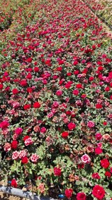 تصویر گلدان رز هلندی قرمز 