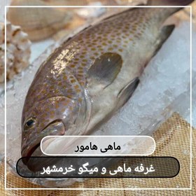 تصویر ماهی هامور(پک یک کیلویی)مناسب برای سرخ کردن و استفاده در خورشت 