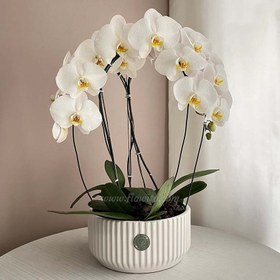 تصویر گیاه آپارتمانی ارکیده سفید سه شاخه 