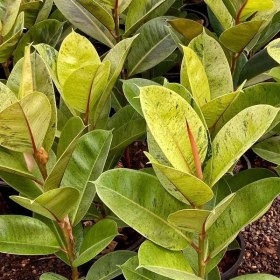 تصویر فیکوس ببری گلآرون 