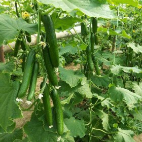 تصویر بذر خیار درختی 