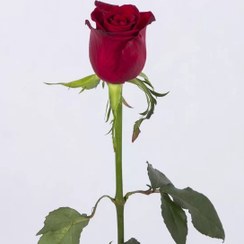 تصویر شاخه گل رز هلندی قرمز 