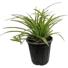 تصویر گندمی 