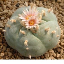 تصویر بذر لوفوفورا ویلیامسی پیوت اصل بسته 10 عددی 