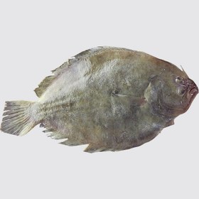 تصویر ماهی مزلک 