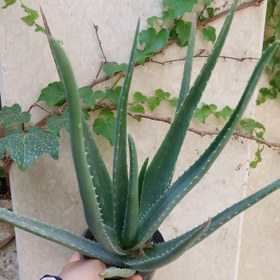 تصویر گیاه آلوئورا سایز متوسط(aloevera) 