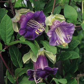 تصویر بذر گل پیچک ناقوس ارغوانی cobea scandens