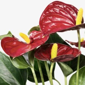 تصویر گیاه گلدانی ایکیا مدل IKEA ANTHURIUM تحویل 29 روزه IKEA ANTHURIUM Potted plant