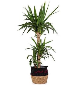 تصویر گیاه یوکا سه تنه 988A 