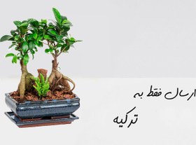 تصویر ارسال گیاه آپارتمانی به استانبول 