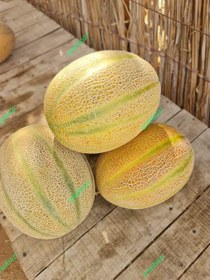 تصویر بذر ملون جانان ۱۰۰۰ عدد وزن ۳ کیلوگرم 