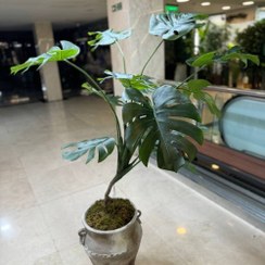 تصویر درختچه برگ انجیری مصنوعی تنه طبیعی 