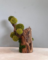 تصویر تنه چوب خزه 