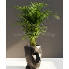 تصویر نخل اریکا با گلدان طرح چهره 