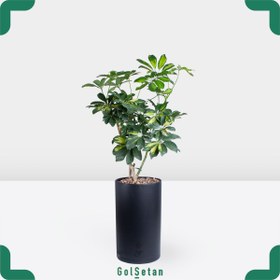 تصویر شفلرا مدل کد P68 