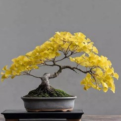 تصویر بذر جینکو (ژینکو) بسته 4عددی 