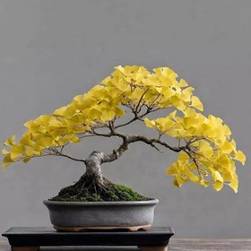 تصویر بذر جینکو (ژینکو) بسته 4عددی 