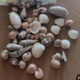 تصویر صدف دریایی 