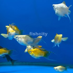 تصویر مولی استوایی 