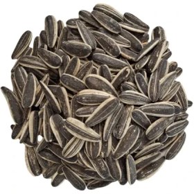 تصویر تخمه ساده 