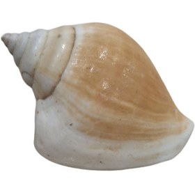 تصویر صدف تزیینی مدل Zm کد 1030 