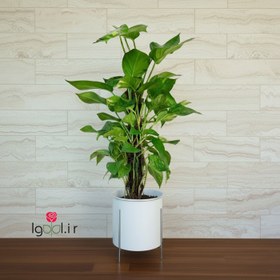 تصویر پتوس برگ پهن با گلدان آلمینیومی و پایه فلزی 