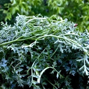 تصویر فروشگاه م پ فود