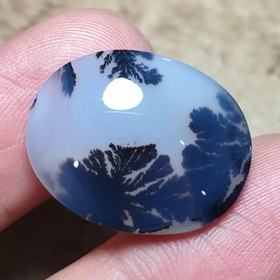 تصویر شجر قائن قواره دار زیبا خاص 