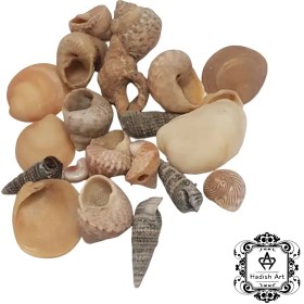 تصویر صدف میکس درشت 