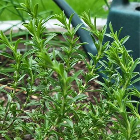 تصویر بذر مرزه 10، 100 و 500 گرمی