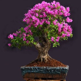 تصویر بذر گل کاغذی بسته 3عددی 