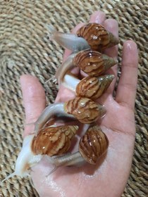 تصویر حلزون فولیکا تایگر و جید تایگر - جوجه حلزون Achatina fulica tiger & Achatina jade tiger