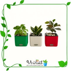 تصویر گلدان خودآبیار لچوزا مدل مربعی 