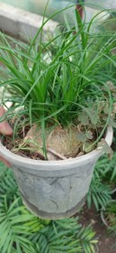 تصویر گل بونسای لیندا گلدون ۱۴ 