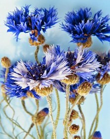 تصویر گل خشک گل گندم 